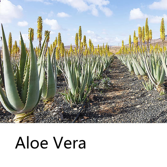 Shampoo Solido all'Aloe Vera 60g – Detergente Profondo, Idratante e Sostenibile per Tutti i Tipi di Capello
